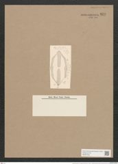 Navicula hennedyi var. undulata Cleve (de-Toni-Nr.: Genus 1, Species 364) Zeichnungen Sammlung Grunow Nr. 829 (NHMW-BOT-W0367258)